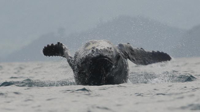 Avistamiento de ballenas en aguas de Nuquí.
