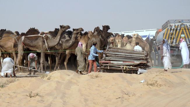 Oficiales cataríes anunciaron la construcción de un refugio de emergencia para camellos y ovejas, después de que Arabia Saudí exigió la retirada de los animales de su lado de la frontera.