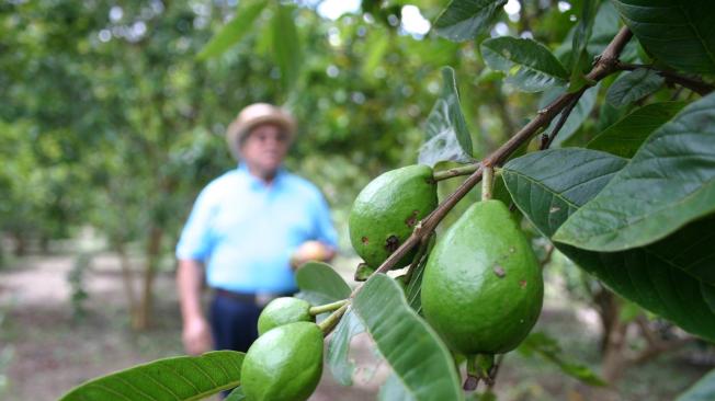 Es una fruta que se cultiva principalmente en Boyacá y Santander.