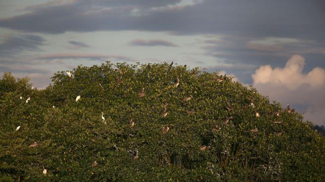 Santuario de aves en Parque Nacional Natural Uramba Bahía Málaga.