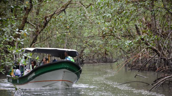 Visitar los manglares es recorrer la sala cuna de los peces del Pacífico y el ambiente propicio para la piangua