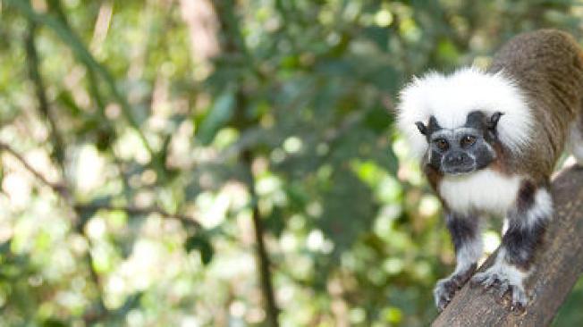 El tití cabeciblanco es una de las especies más amenazadas del mundo. Solo habita en Colombia.