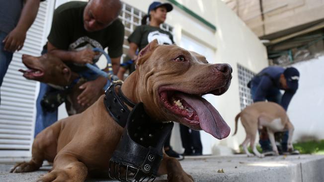 Los caninos han sido defendidos por diferentes colectivos animalistas