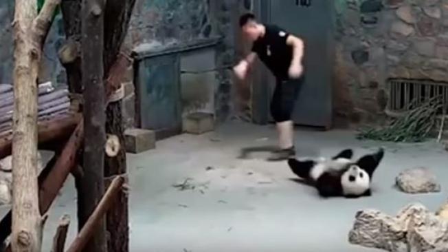 Indignación por video en el que maltratan a dos pandas en China