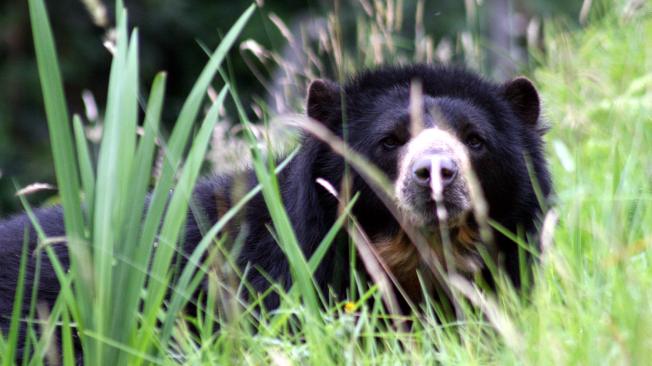 La Corte Constitucional ordenó que Chucho, el oso andino, sea trasladado a una reserva natural.