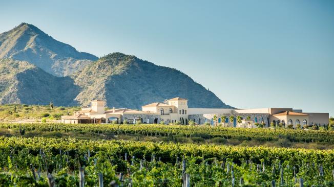Cafayate es una provincia que se destaca por la calidad de los vinos que produce. Uno es el torrontés.