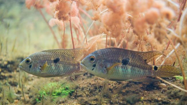 Los investigadores encontraron una pareja de peces, de la familia de las mojarras, en las aguas cristalinas de Caño Cristales.