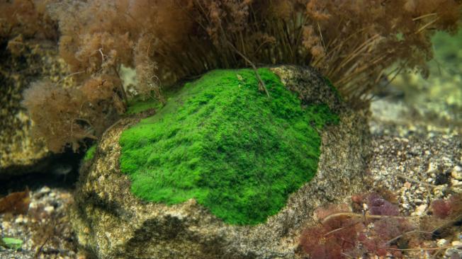 La esponja tiene el color verdoso por una relación biológica con las algas.