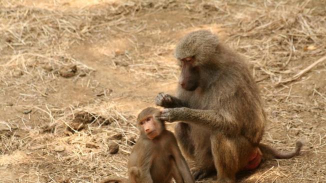 Los monos papiones atraen las miradas de los visitantes al Zoológico de la capital vallecaucana.
