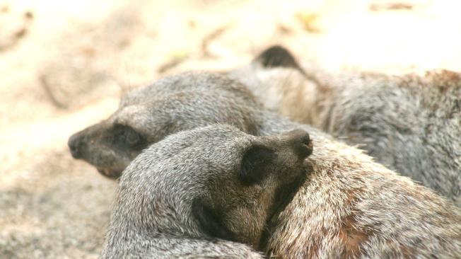 Los suricatos o suricatas son mamíferos bastante sociales y cariñosos. Así se vieron en el Zoológico de Cali.