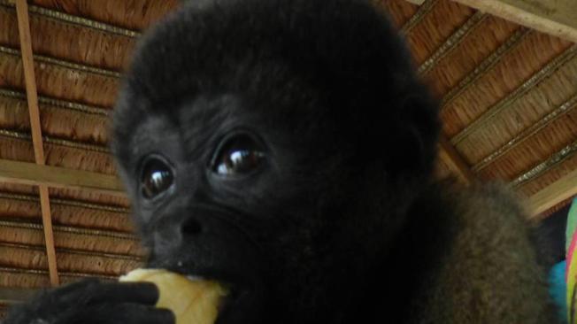Esta primate se llama ‘Carola’ y es amante del mango.