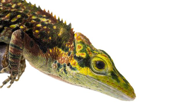 Esta es una especie nueva de reptil encontrada durante la expedición en los sistemas subterráneos (cavernas y/o cuevas) de Santander.