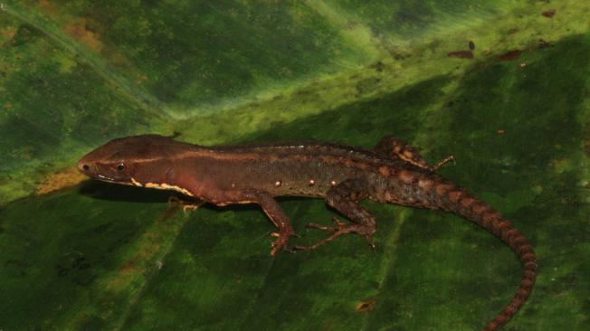 El inventario registró 23 especies categorizadas con algún grado de amenaza en Colombia, así como 41 endémicas.