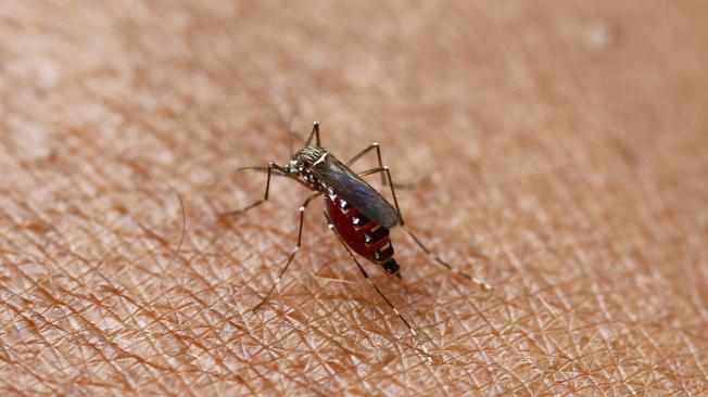 La picadura de este mosquito, modificado genéticamente, no será perjudicial para la salud de las personas.