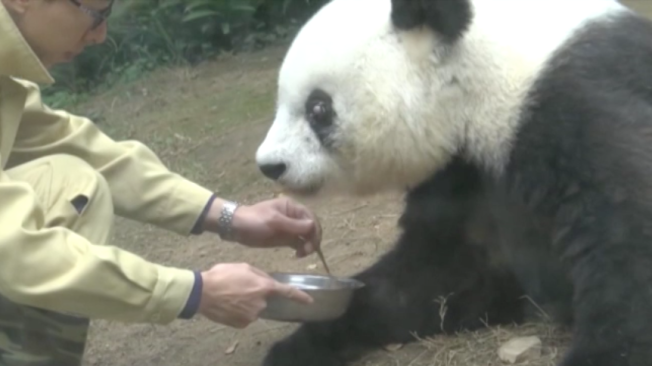 Basi, la osa panda más vieja del mundo en cautiverio, murió en China