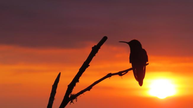 En la Cuchilla de San Lorenzo, en la Sierra Nevada de Santa Marta, se pueden observar aves endémicas y hermosos paisajes de la montaña costera más alta del mundo.