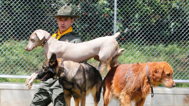 Los pastores alemanes son la raza insignia de las unidades de caninas.