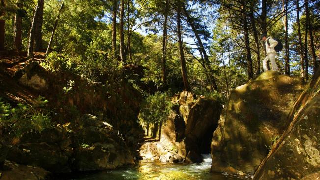 Parque Arví, en Santa Elena, es el más apetecido para turismo de naturaleza.