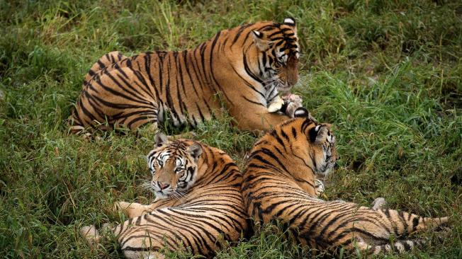 El Parque del Tigre Siberiano Hengdaohezi se fundó en 1986 con el fin de servir de reserva para los tigres siberianos y su territorio se extiende a más de un millón de metros cuadrados.