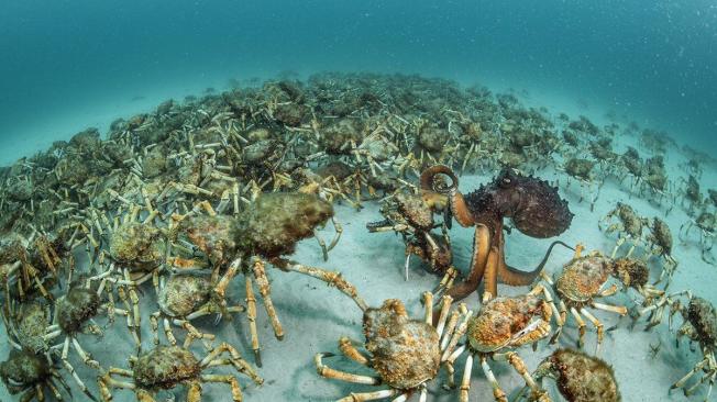 "Sorpresa de cangrejos" se llevó el premio en la categoría de Comportamiento invertebrados. Esta fue tomada en la costa este de Tasmania, cuando vaarios cangrejos araña se reunieron en un mismo lugar.
