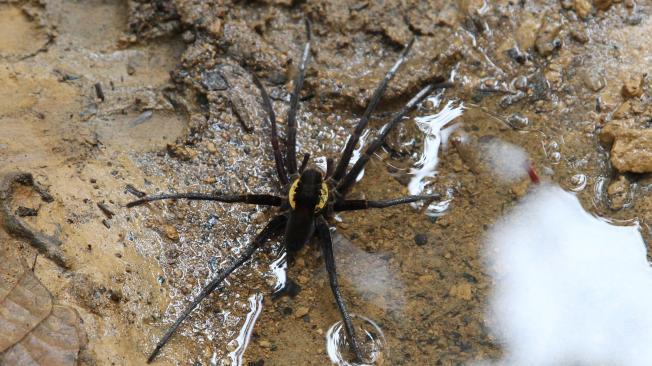 Las arañas son tan grandes como una mano. La belleza de la selva es superlativa.