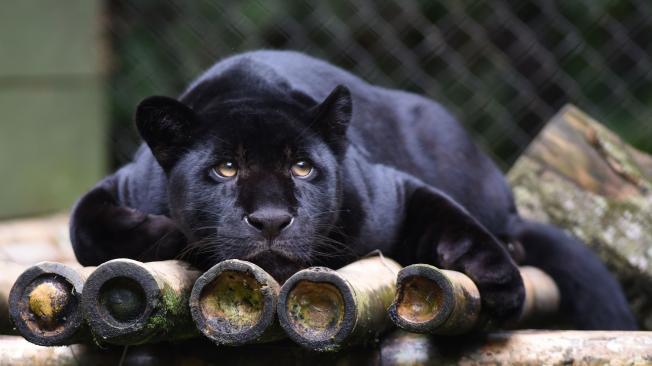 El jaguar está en el Centro de Experimentación Amazónico.