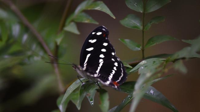 Una de las especies de mariposa que habitan en la reserva Paway.