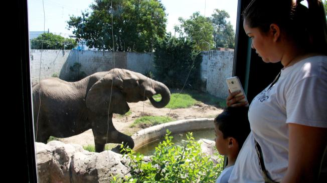 Tantor, el elefante del Zoológico de Barranquilla será sometido a un procedimiento dental, ya que requiere un tratamiento de conducto en uno de sus colmillos de marfil.