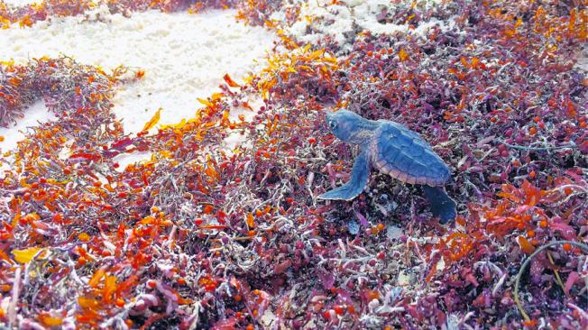 Cría de tortuga cabezona pasando la barrera de algas en cayo Serranilla.