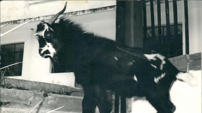 Séneca, la icónica cabra que se comía las tareas de los estudiantes y que se convirtió en imagen de la universidad.
