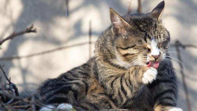 La lengua de los gatos es rugosa para ayudar a remover el pelo en ese proceso de acicalamiento.