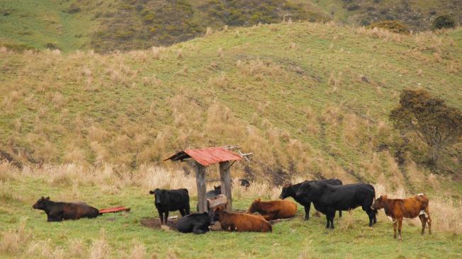 La ganadería es el principal renglón de la economía de las pocas familias que habitan en Marquetalia.