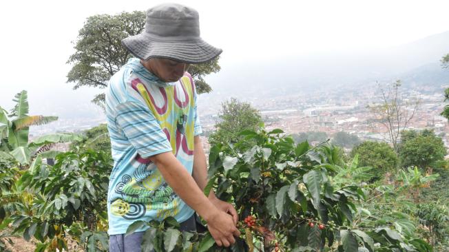 El programa beneficiará a 12 de los 96 municipios cafeteros que tiene Antioquia.