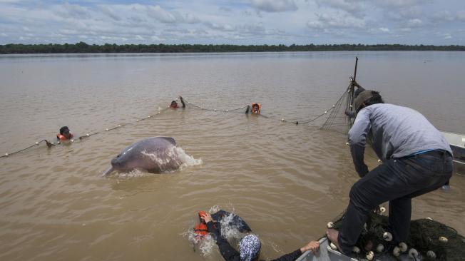 El equipo de investigadores espera tener 50 delfines con transmisores satelitales durante los próximos dos años.
