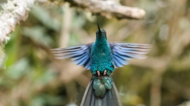 La belleza y el colorido de las más de 800 especies de aves que hay en el Valle del Cauca estarán a la vista de los asistentes del evento.