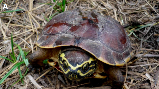 La tortuga comedora de caracoles, Malayemys isan. Se descubrió en un mercado local en el noreste de Tailandia.