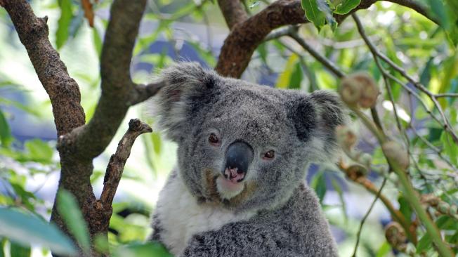 Desde los años noventa, el 80 % de los koalas han desaparecido por la destrucción de los bosques de eucalipto de Australia.