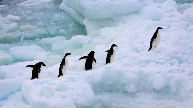 Los pingüinos son uno de los animales más afectados por el aumento de la temperatura en los océanos y el deshielo acelerado, que se intensifica con el fenómeno de El Niño.