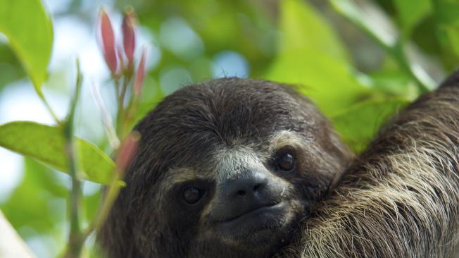 El ecosistema cobija el 26,9 por ciento de especies de mamíferos amenazados de Colombia y el 1,2  por ciento del mundo.