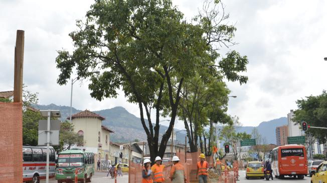 Los árboles reducirán la temperatura de la avenida, ayudarán a disminuir el ruido y servirán para albergar biodiversidad.