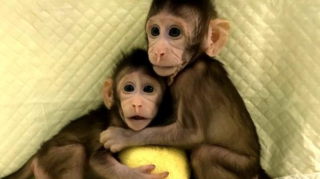 Los investigadores chinos afirmaron que esperan el nacimiento de más clones de macaco en los próximos meses. Foto: Academia de Ciencias de China