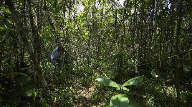 La reserva natural Camelias, ubicada en los municipios de San Rafael y San Carlos al oriente de Antioquia, ha sido declarada como uno de los principales corredores del puma.