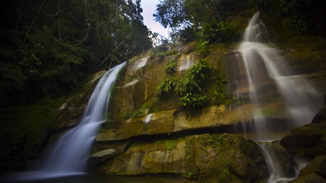 La reserva natural Camelias, ubicada en los municipios de San Rafael y San Carlos al oriente de Antioquia, ha sido declarada como uno de los principales corredores del puma.