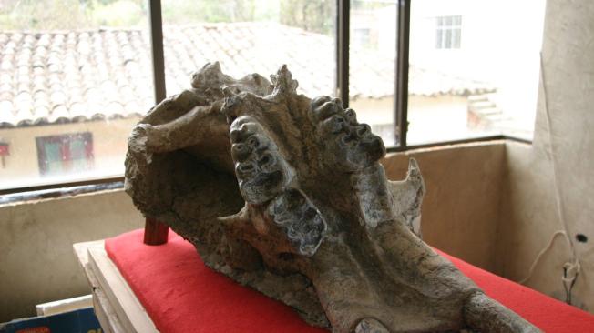Cuando se construía la carretera a Buesaco (Nariño) se encontró este maxilar que corresponde a un 
mastodonte. Pronto se hallaró partes de la osamenta y se fundó posteriormente un museo en ese pueblo.