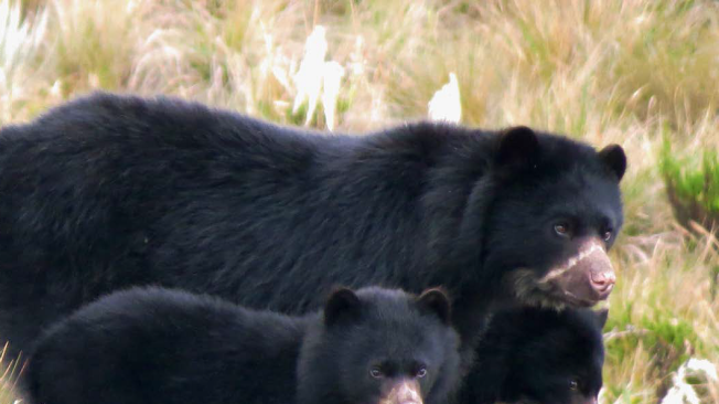 Familia de oso andino