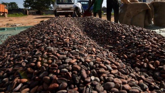 Los precios del cacao experimentaron una disminución desde 1980.