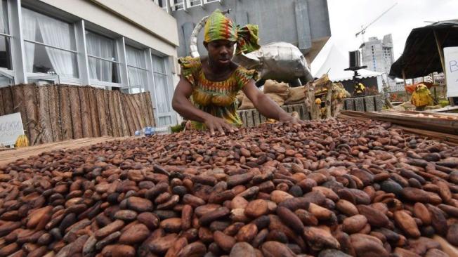Según el Banco Mundial, el cacao representa el 15% del Producto Bruto Interno de Costa de Marfil.