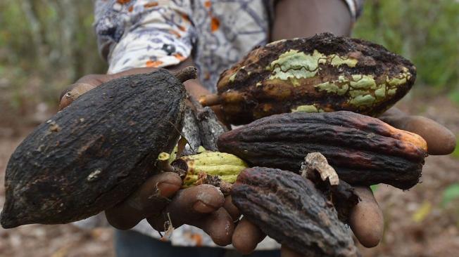 El cacao es muy vulnerable a los insectos y los parásitos.