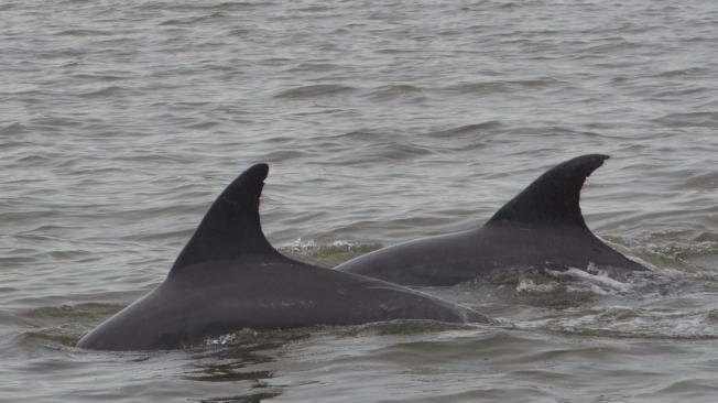 Delfines en Golfo de Urabá.