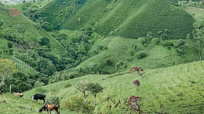 Los paisajes cafeteros de varios municipios de Colombia tienen cada vez menos café y más ganadería.
